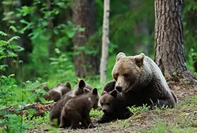 ours dans la forêt