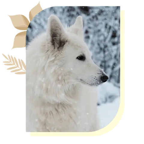 loup blanc